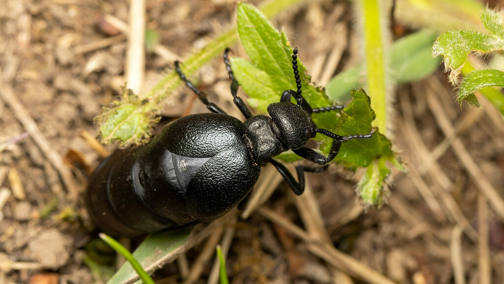 {{taxon_family_name}} Meloe scabriusculus